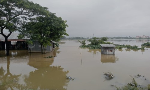 A cat that lost its mother was handed over to the Khulna Forest Department.