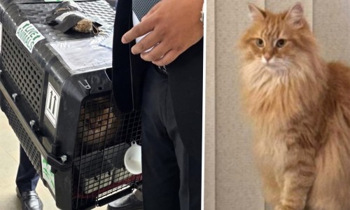 Standing Committee members including Mirza Fakhrul at Shahjalal Airport