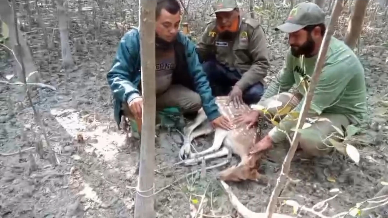 Hilsa imported from India to Benapole!