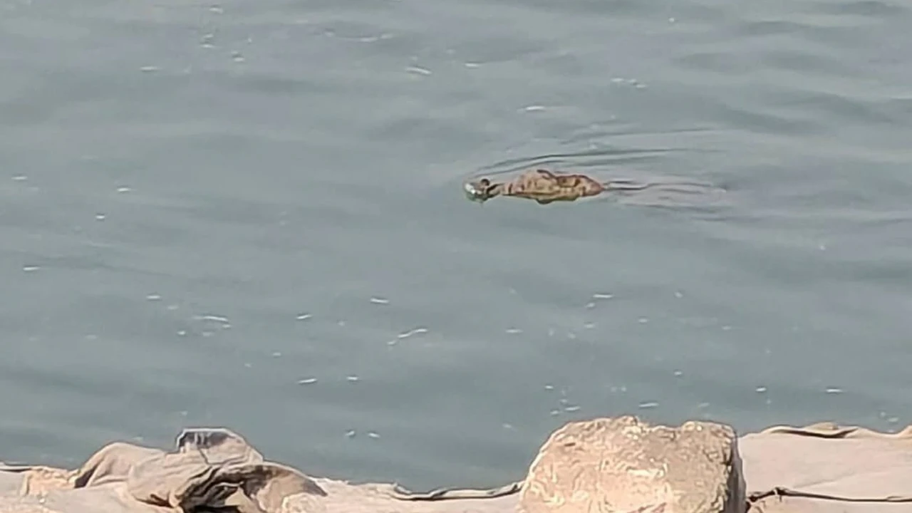 Patient dies in Shariatpur due to obstruction by ambulance syndicate again