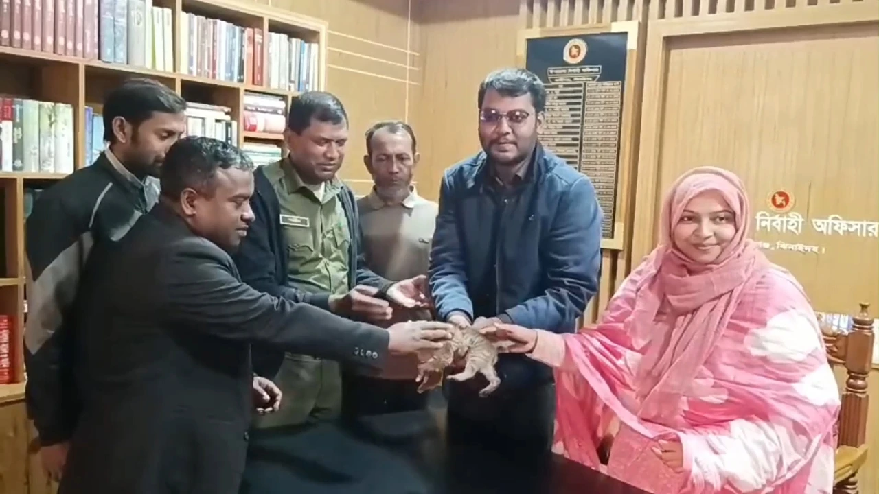 A cat that lost its mother was handed over to the Khulna Forest Department.