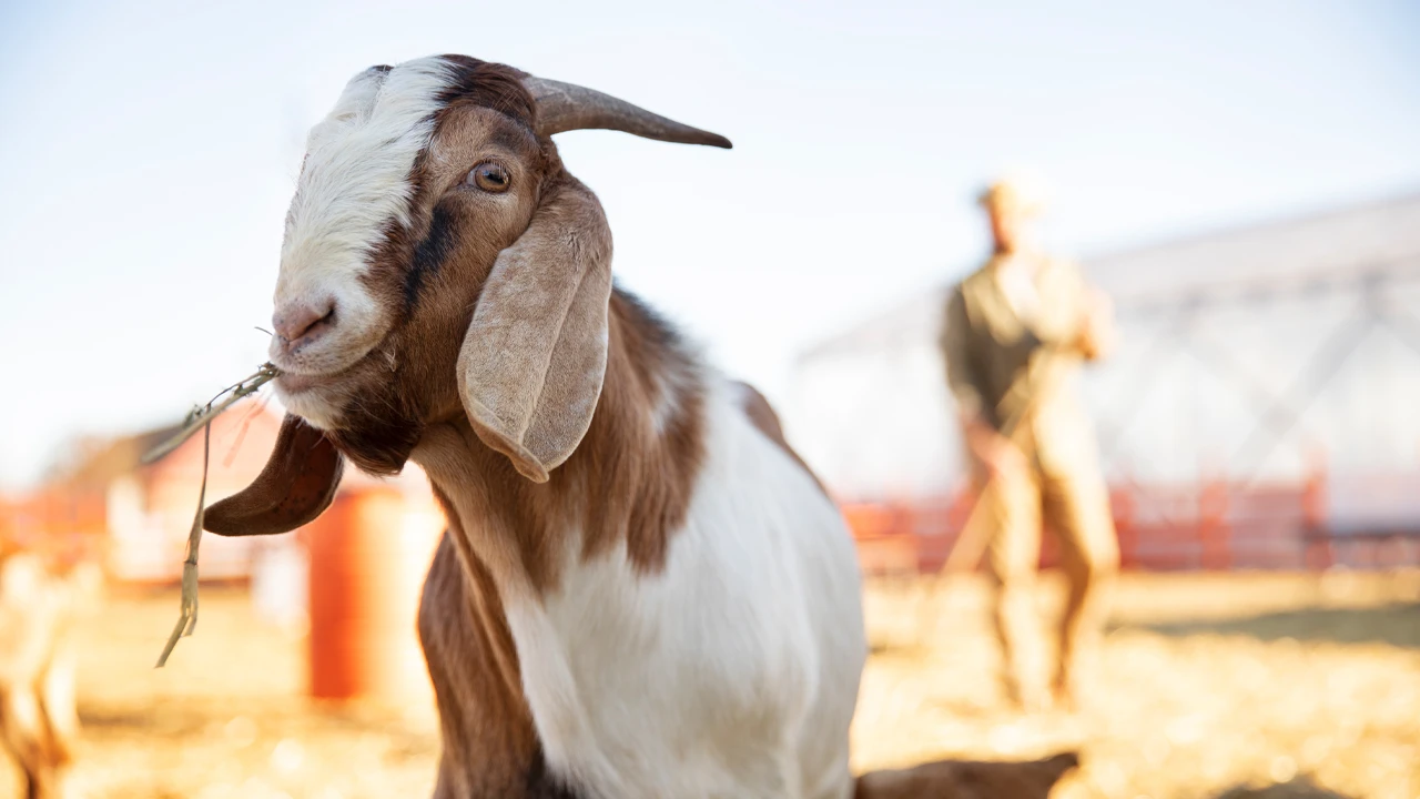 Israeli troops steal herd of 250 goats from this Muslim country